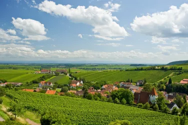 Leinsweiler inmitten der Lage Sonnenberg