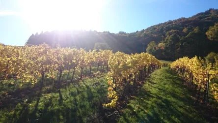 Sonnenberg in der Herbstsonne