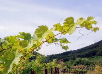 Burg Trifels, von Weinreben gekrönt