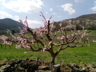 Frühling im Leinsweiler Umland