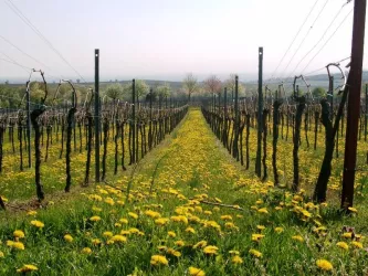 Weinberg in Leinsweiler (© Erlenwein)