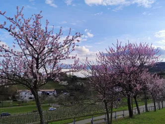 Ein malerischer Landschaftsausblick mit blühenden Kirschbäumen. Im Hintergrund sind sanfte Hügel und ein klarer Himmel zu sehen.