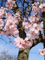 Eine blühende Kirschbaumoberfläche mit zarten, rosa Blüten. Der Himmel ist klar und blau, was eine frühlingshafte Stimmung vermittelt.