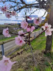 Ein blühender Kirschbaum mit zarten rosa Blüten. Im Hintergrund erstreckt sich eine grüne Landschaft und eine Straße.