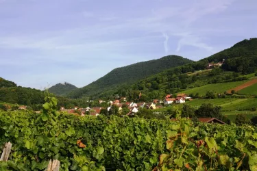 Blick auf Leinsweiler (© Erlenwein)