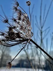 Wildemöhre im Winter
