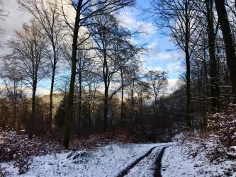 Winterwald (© PFÄLZER-verFÜHRUNGEN G.Stübinger-Kohls)