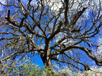 Baum im Winter (© PFÄLZER-verFÜHRUNGEN G.Stübinger-Kohls)