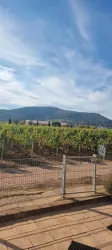 Ein malerischer Weinberg mit üppigen Reben und einem klaren Himmel. Im Hintergrund sind sanfte Hügel zu sehen.