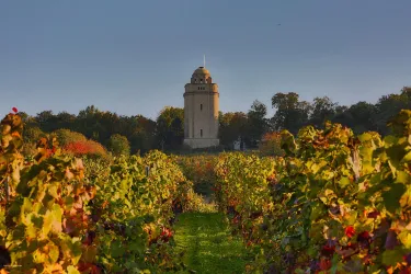 Bismarckturm mit Blick von den Weinbergen (© Rainer Oppenheimer/Stadt Ingelheim)