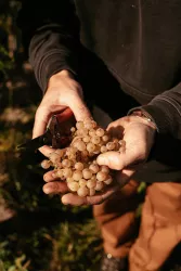 Weinlese Weingut Eymann