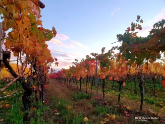 Weinreben im Herbst