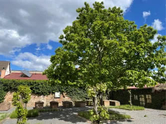 Ein großer, üppig grüner Baum steht in einem Innenhof. Im Hintergrund sind gemauerte Wände und ein blauer Himmel mit einigen Wolken zu sehen.