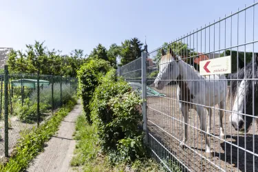 Ein eingezäunter Bereich mit zwei Pferden, eines ist weiß und das andere schwarz. Im Hintergrund ist ein schmaler Weg und viel grüne Vegetation zu sehen.