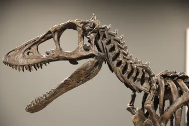 Ein Dinosaurierskelett ist in einem Ausstellungsraum zu sehen. Es zeigt die markanten Merkmale eines großen Raubtiers mit scharfen Zähnen und starken Kiefer.