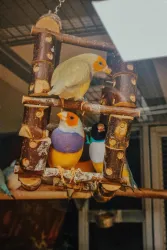 Bunte Vögel sitzen auf einer Holzleiter. Sie haben leuchtende Farben und scheinen sich zu amüsieren.