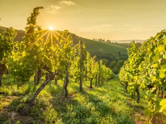 Im Vordergrund sind reihen von Weinreben zu sehen. Im Hintergrund ist in der Distanz ein weiterer Weinberg zu seheen mit der Sonne am Horizont.