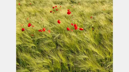 Eine Wiese mit grünem Gras und roten Mohnblumen. Die Blumen stechen lebhaft im üppigen Hintergrund hervor.