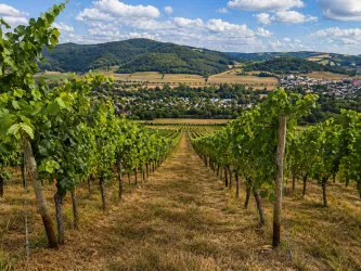 Ein malerischer Weinberg mit reifen Trauben und einem Blick auf sanfte Hügel. Im Hintergrund ist ein kleines Dorf eingebettet in die Landschaft.