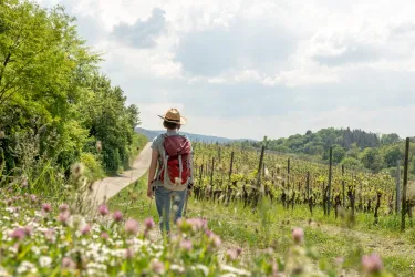 Eine Person mit einem Rucksack und einem Hut geht auf einem Weg durch Weinberge. Umgeben von bunten Blumen und grünem Laub wirkt die Szene friedlich und einladend.