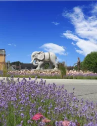 Elefant_13