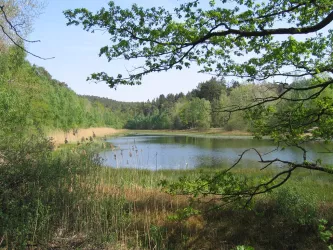 Billesweiher am Randeckerhof (© Archiv der VG Enkenbach-Alsenborn)