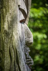 Eine detailreiche Holzskulptur mit einem Gesicht und charakteristischen Merkmale. Der Hintergrund ist grün und natürlich.