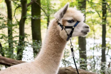 Alpaka on Tour
