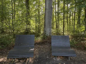 Zwei moderne Liegen stehen in einem ruhigen Wald. Umgeben von Bäumen und grünem Laub strahlt der Ort Frieden und Entspannung aus.