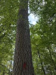 Ein hoher Baum mit einer rauen Rinde steht im dichten Wald. Über den Baum ragen grüne Blätter und ein blauer Himmel ist im Hintergrund sichtbar.
