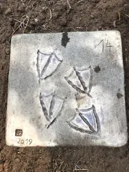 Eine Betonplatte mit Abdrücken von Tierpfoten. Darauf sind die Jahreszahl 2019 und die Nummer 14 zu sehen.