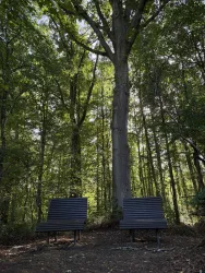 Zwei Bankliegen im Wald unter einem großen Baum. Das Licht scheint durch das dichte Blätterdach und schafft eine ruhige Atmosphäre.
