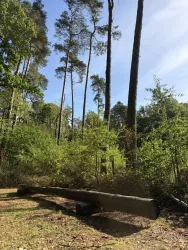 Ein ruhiger Wald mit hohen Bäumen und dichter grüner Vegetation. Ein umgefallener Baum liegt am Boden.