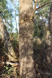Ein Baumstamm in einem Wald mit verschiedenen anderen Bäumen im Hintergrund. Das Licht fällt sanft durch das dichte Laub.