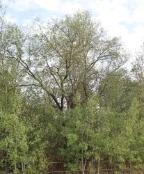 Ein großer Baum umgeben von dichten, grünen Sträuchern. Der Himmel ist teilweise bewölkt.