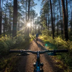 Ein Radfahrer fährt einen Waldweg entlang, umgeben von hohen Bäumen und lebendigem Grün. Die Sonne scheint durch die Baumkronen und erzeugt eine schöne Lichtstimmung.