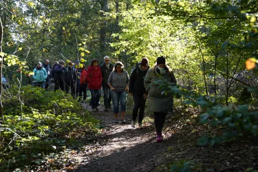 Eine Gruppe von Menschen wandert auf einem Pfad durch einen Wald. Es ist sonnig und die Bäume sind grün.