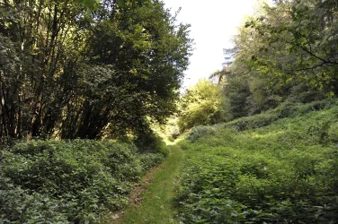 Das Hopfental mit seiner üppigen Vegetation wird bei der VorOrt-Tour "Rund um Fehrbach und Hengsberg" durchwandert.