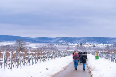 Gäste wandern auf dem Wanderweg Schwarzes Kreuz zur Rotweinwanderung durch die verschneite Landschaft