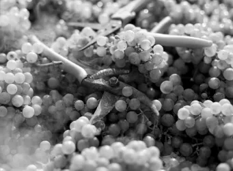 Trauben (© Weingut Reibold)