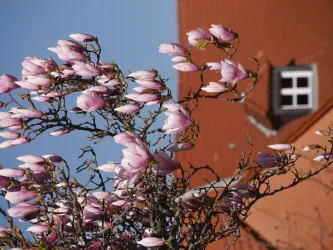 Weinstrasse im Frühling