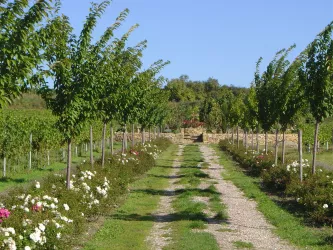 Freinsheim - Weinbergsgarten Baumallee (© Reibold)