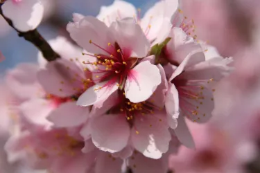 Mandelblüte (© Urlaubsregion Freinsheim)