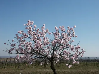 Blühender Mandelbaum vor einem Weinberg
