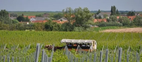 Planwagen (© Archiv Urlaubsregion Freinsheim)
