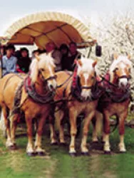 Planwagen (© Kreuzhof)