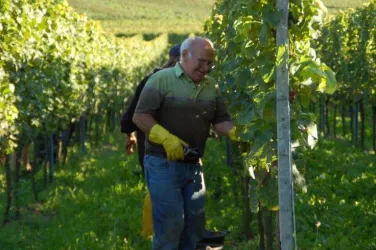 Handlese im Weingut Kassner-Simon (© Weingut Kassner-Simon)