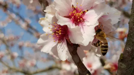 Eine Biene sitzt auf einer blühenden Kirschblüte. Die Blüten sind rosa und die Umgebung ist hell und klar.