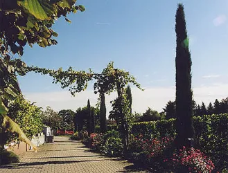 Weingut Kissel - Zypressenallee zum Weingut (© Weingut Kissel)