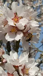 Mandelblüte (© Mandelhof)